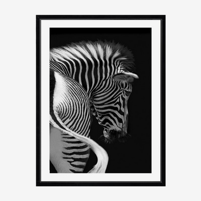 Zebra Studio Постер