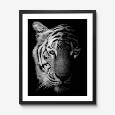 Tiger Studio Постер