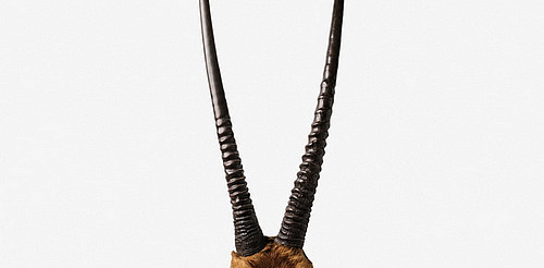 Скульптура Horns 