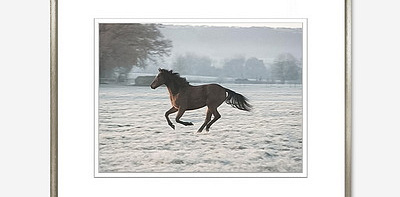 Horse Collection in Colour II Постер