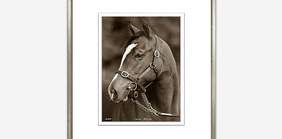 Templeton Stud Collection I Постер