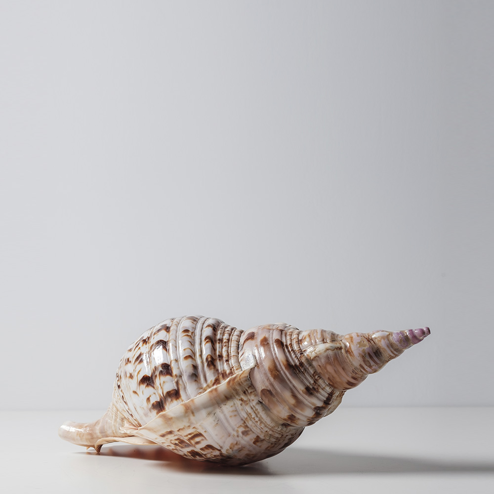 Seashell Spots Арт-объект