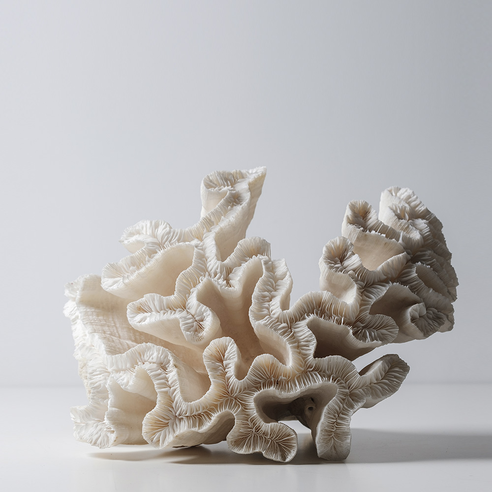 

Coral White Арт-объект
